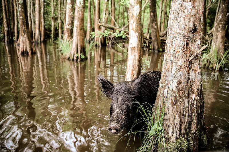 路易斯安娜河口柏树旁的Ferel Hog Wild Pig